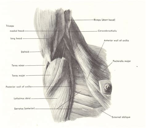 Image Result For Armpit Anatomy Arm Anatomy Latissimus Dorsi Anatomy