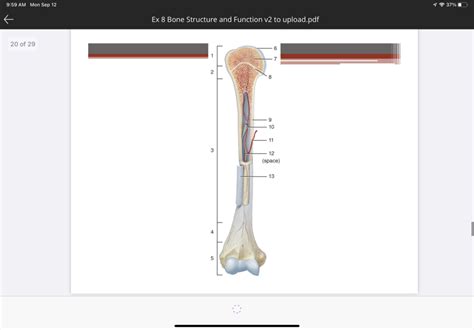 Basic Bone Structure Diagram Diagram | Quizlet