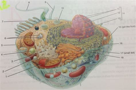 Honors Anatomy And Physiology Figure 4 1 Flashcards Quizlet