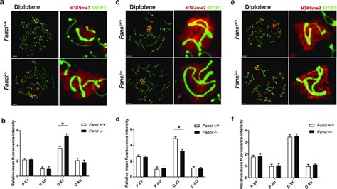 Fanci Regulates Epigenetic Modification On Sex Chromosomes During