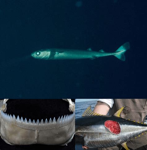 🔥 The cookiecutter shark is a small (no bigger than 2ft) species of