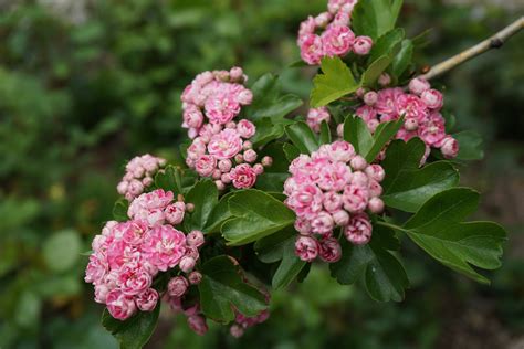 Plantas De Huerta Otea Salamanca Espino Navarro Crataegus Laevigata