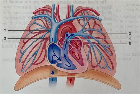 Blood Vessels Of Pulmonary Circulation Diagram Quizlet