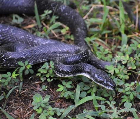 Eastern Ratsnake From Henrico County Va Usa On June At