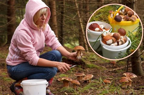 Grzyby w polskich lasach Grzybiarze chwalą się zbiorami Kobieta w