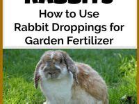 Shove A Carrot Up My Ass