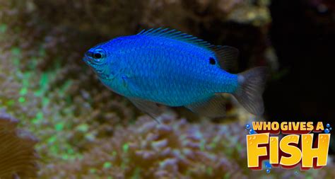 Blue Damselfish - Who Gives A Fish