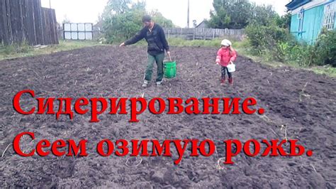 Сеем рожь на сидерат #1 - YouTube