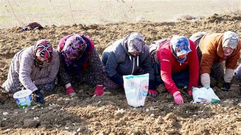 Beyaz Altın bu yıl toprakla erken buluştu Açıksöz Gazetesi