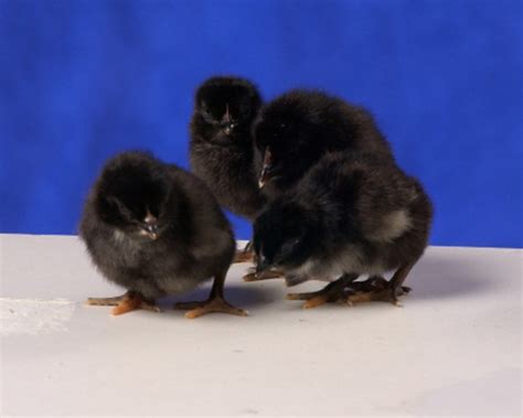 Black Sex Link Chickens Brown Egg Layers Cackle Hatchery