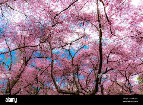 Cherry Blossoms (Sakura), Cornwall Park, Auckland, New Zealand Stock Photo - Alamy