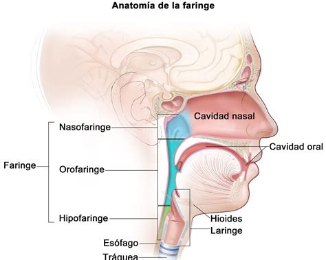 Diferencias Entre Faringe Y Laringe Todo Lo Que Necesitas Saber