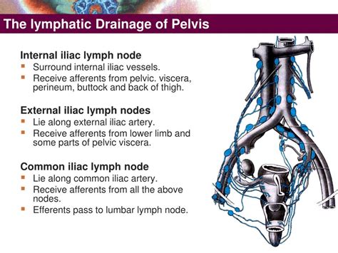 Pelvic Lymphatic Drainage