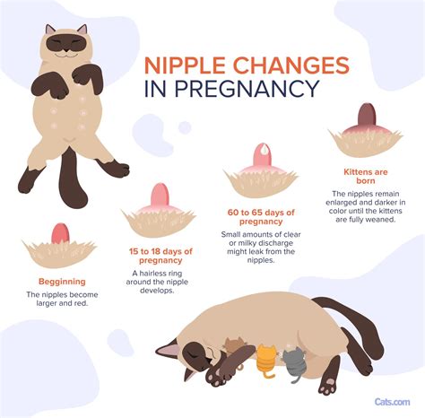 can cats get piles 4