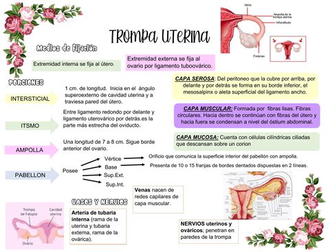 Onde Ficam As Trompas - Anatomía De Las Trompas Uterinas Útero Wikiwand