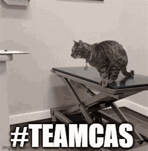 Teamcas Cat Teamcas Cat Fail Discover Share Gifs