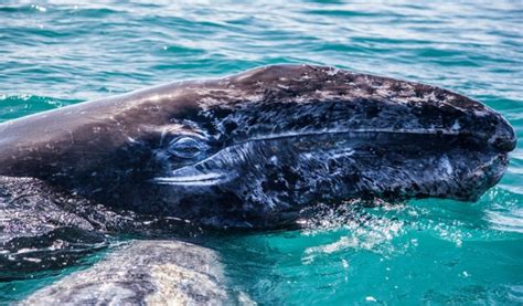 Especies Marinas Perjudicadas Por El Derrame De ácido Sulfúrico En El Mar De Cortés El