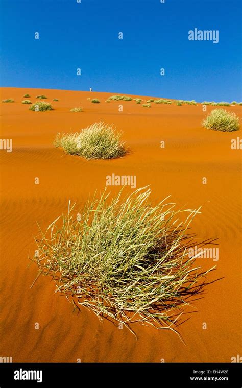 Namibia Hardap Region Namib Desert Namib Naukluft National Park