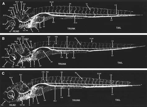 Figure 2 from The vascular anatomy of the developing zebrafish: an
