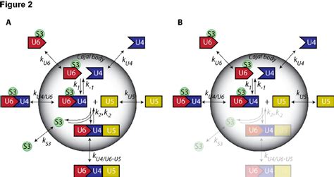 Kinetic Model Of Tri SnRNP Assembly In The Cajal Body A Full WT