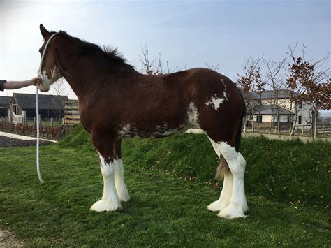 Clydesdale Horse Breed Information History Videos Pictures