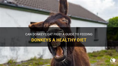 Can Donkeys Eat Figs A Guide To Feeding Donkeys A Healthy Diet Petshun