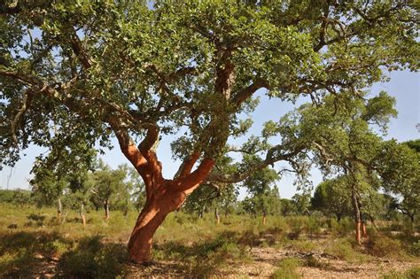 The Importance Of Cork Trees And Their Natural Ecosystems — Jelinek