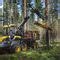 Autocargador Forestal BUFFALO Ponsse AB