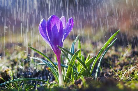 Beautiful Spring Blue Crocus In The Spring Rain Stock Image Image Of