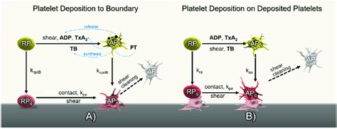 A Diagram Of Platelet Activation And Deposition In The Thrombosis Download Scientific Diagram