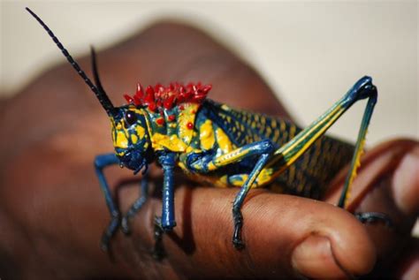 Rainbow Milkweed Locust A Real Toxic Beauty Featured Creature
