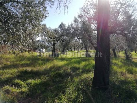 Terreno Agricolo Via Cianfronara Fara In Sabina Rif