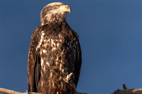 A major renovation is coming to the isleta amphitheater albuquerque nm 2