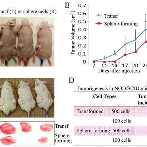 The Transformed Cells And Sphere Forming Cells Are Tumorigenic In Vivo