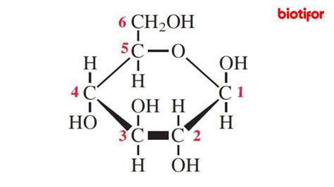Manfaat Glukosa Bagi Tubuh Dampak Positif Dan Negatifnya Biotifor