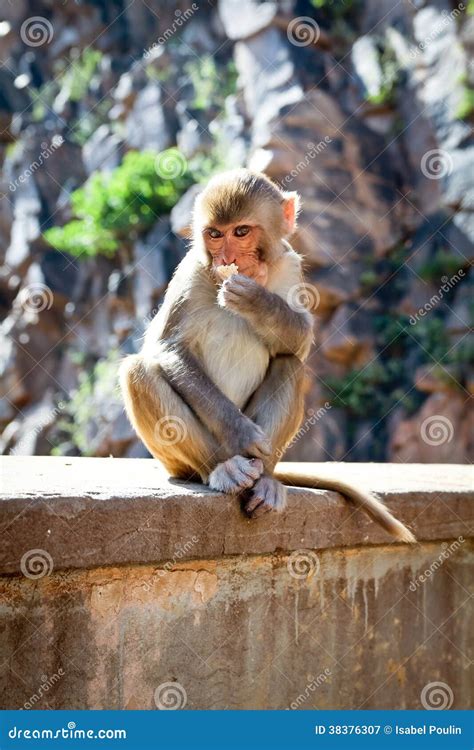 grey monkey stock image image   wild primate