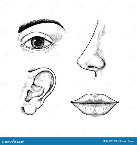 Face Sketch. Engraved Ear and Nose. Eye with Brow. Outline Mouth Lips ...