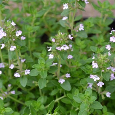 Thymus X Citriodorus Lime Thyme Lime Buy Herb Plants