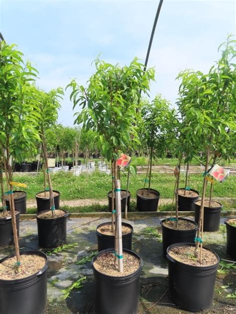 Prunus (Peach) – Reliance (Tree Form) – Riggins Nursery, LLC