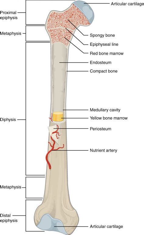 Bone Structure, Formation, Development And Bone Repair | BIO103: Human ...
