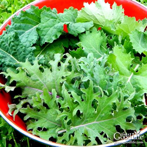how to grow kale at home