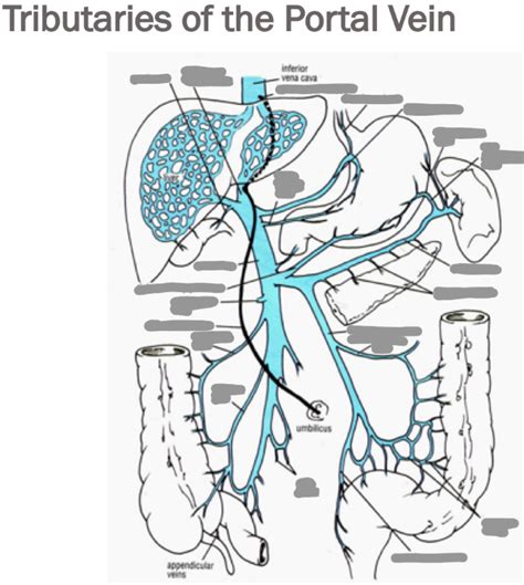 Lecture 3 Hepatobiliary System Ii Diagram Quizlet