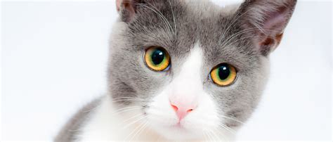 CAT Model - Tools of Innovators