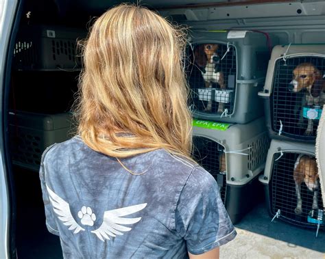 45 Beagles Freed from a Testing Facility — Amelia Air