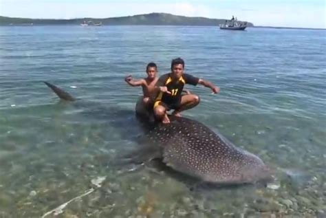 Watch: Driver negotiates with fishermen for whale shark's freedom - UPI.com