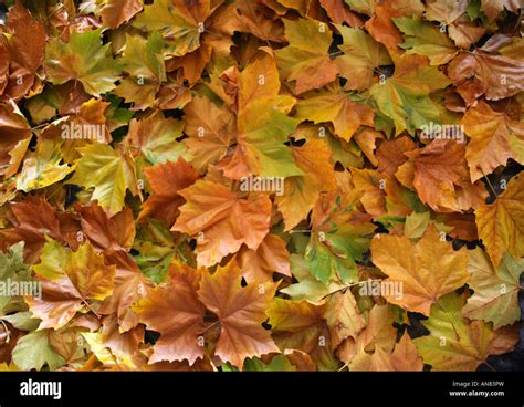 London Plane Tree Leaves Platanus x hybrida Stock Photo - Alamy