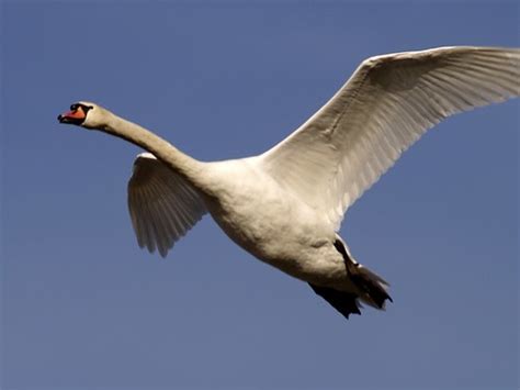 Cigne Mut Cisne Común Mute Swan Cygnus Olor 3 Flickr