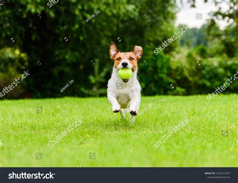 tennis ball fetch images stock  vectors shutterstock