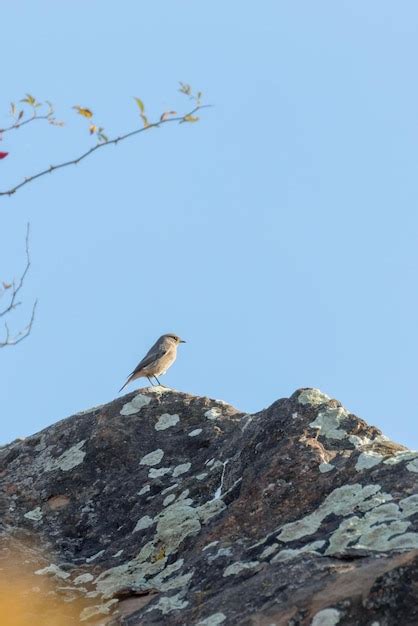 Female Black Redstart On A Branch In Nature Phoenicurus Ochruros