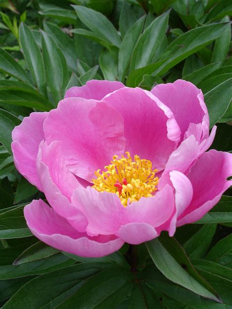 Paeonia Lactiflora Wikipedia